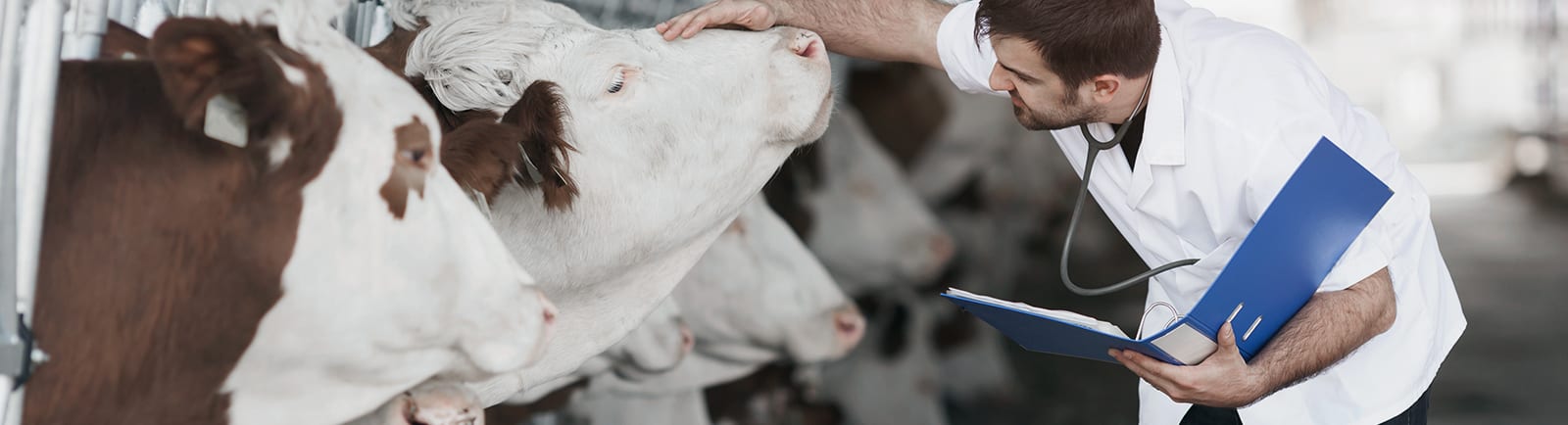 Farm Animal Veterinarian