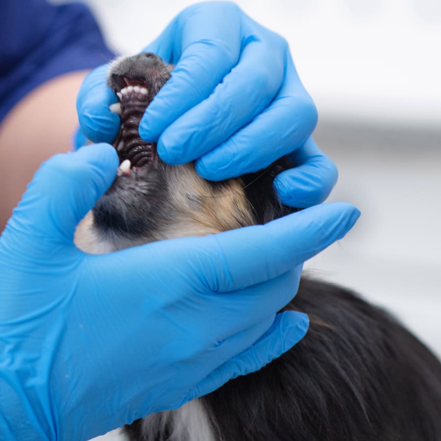 Pet Dental Care in North Fort Myers