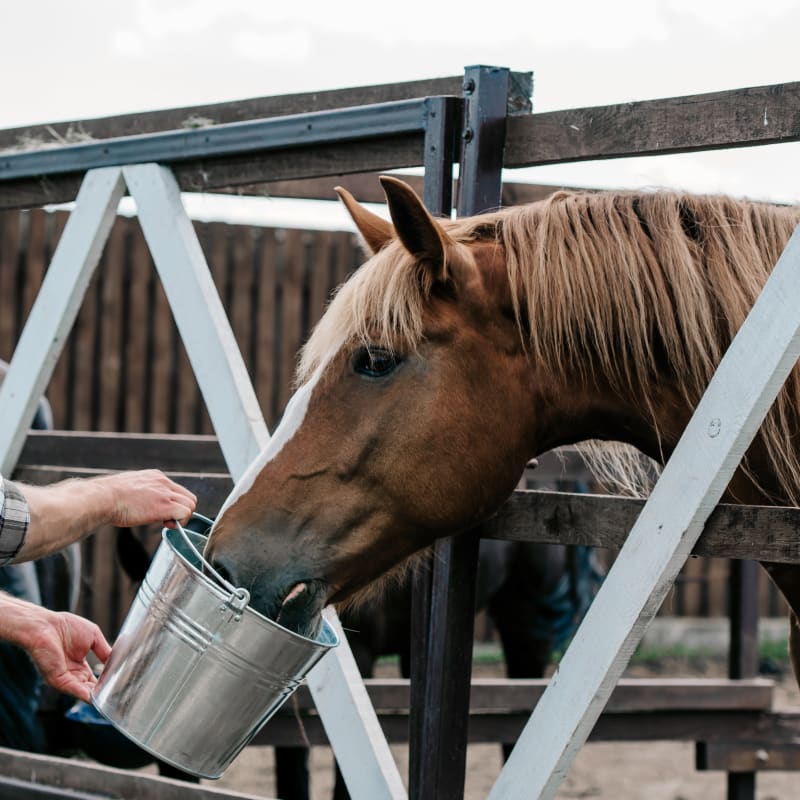 Equine Veterinary Services