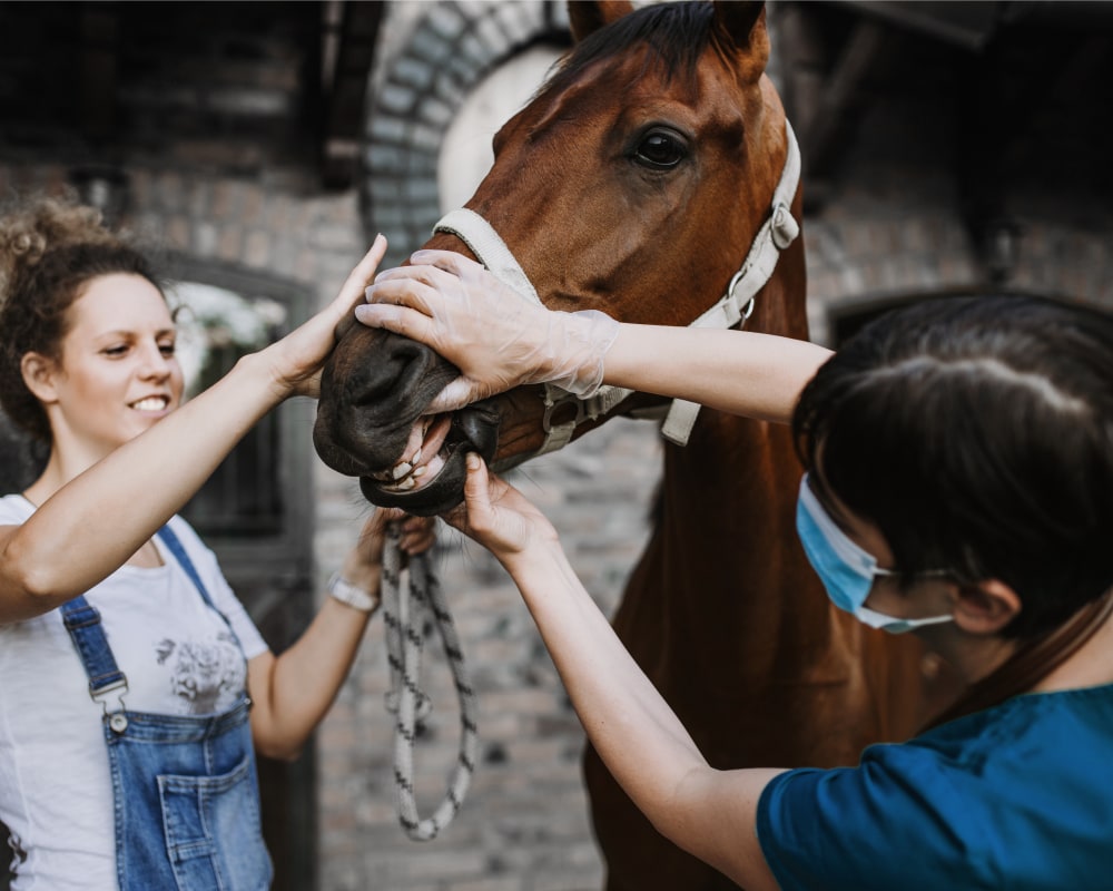 Equine Emergency Services, North Fort Myers