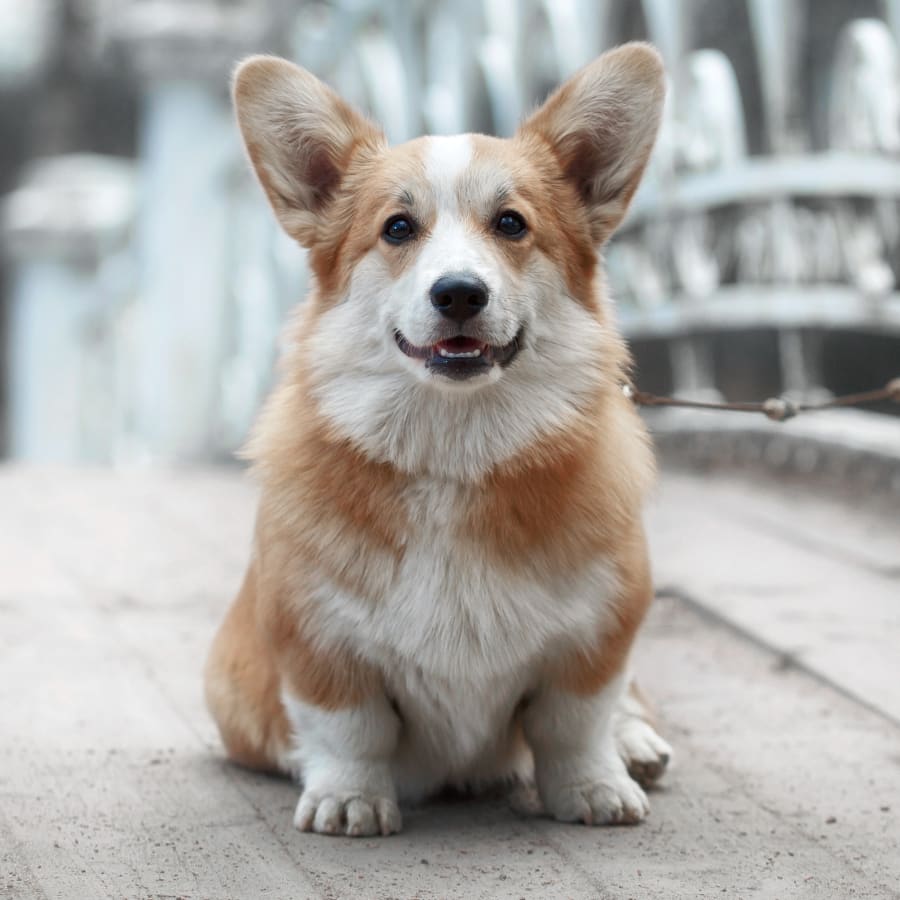 Cat & Dog Wellness Exams, North Fort Myers