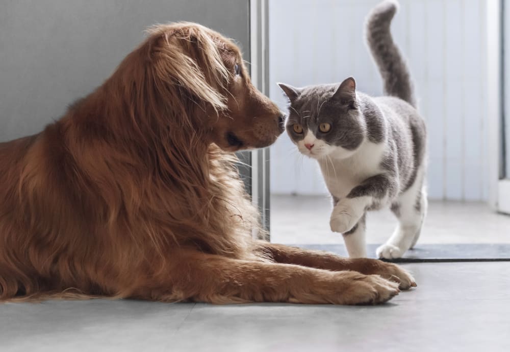 Dog and cat veterinary services