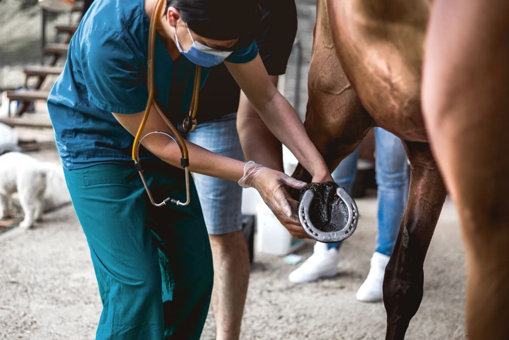 Low cost vet hot sale north fort myers